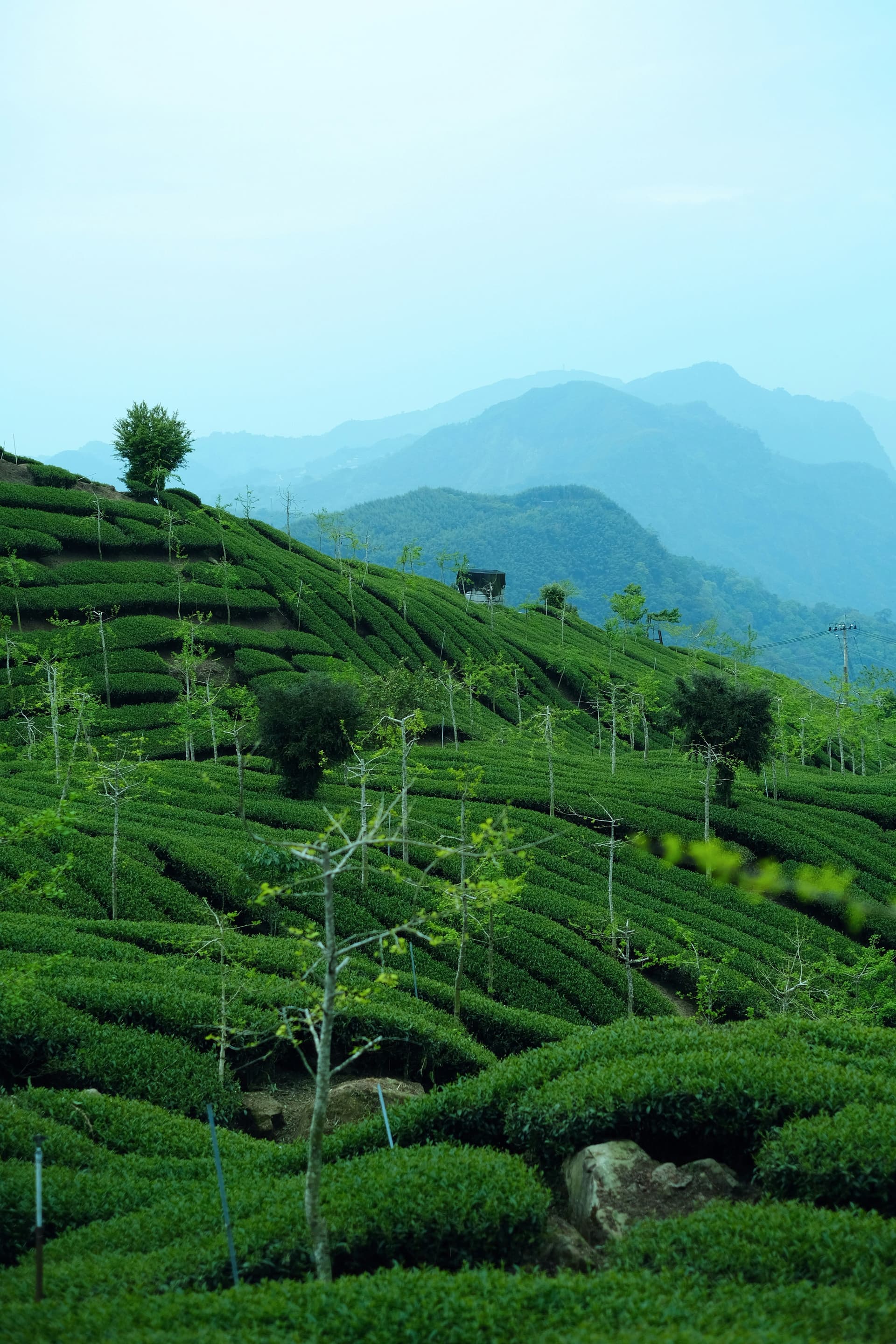 Tea fields against a backdrop of mountains